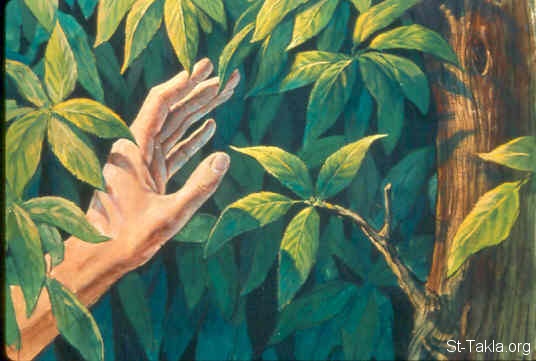 Illustration til Første Mosebog 3:6