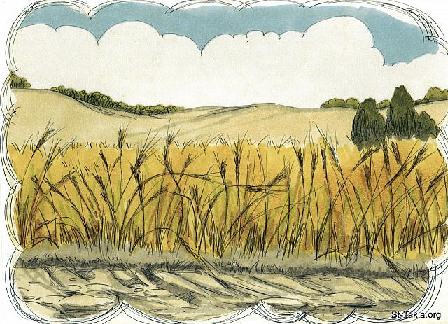 Illustration for Matthew 13:3